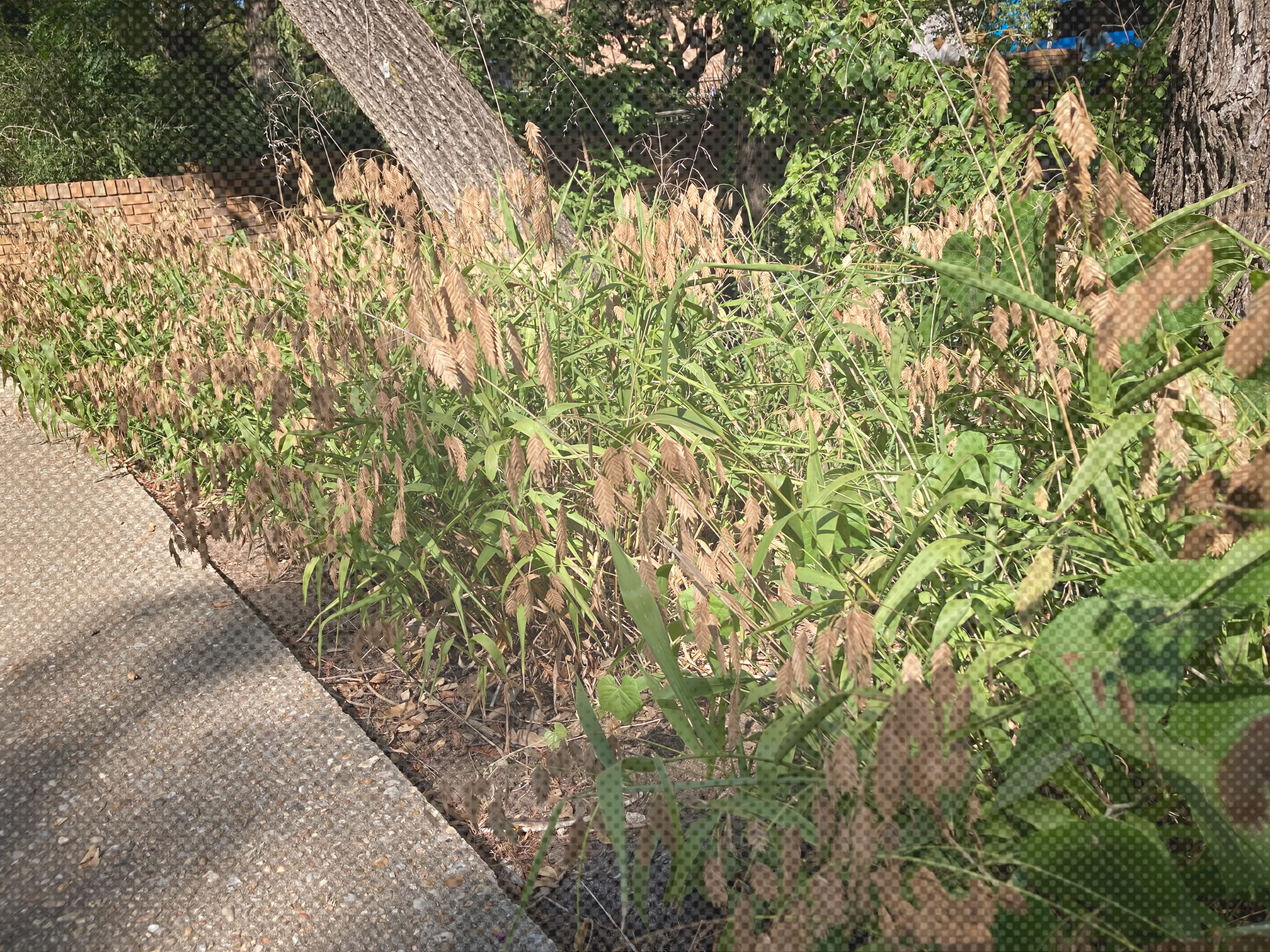 A picture of River Oats